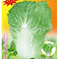 CC04 SJ No.5 early ripe Chinese cabbage seed, hybrid Chinese cabbage seeds